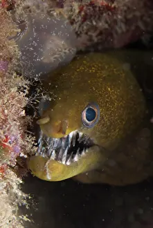 Dock: Viper Moray Eel - showing teeth during night dive