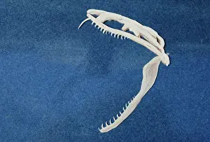 Fang: Viper skull