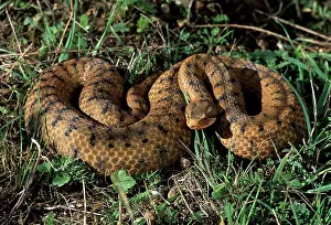Aspis: Viper