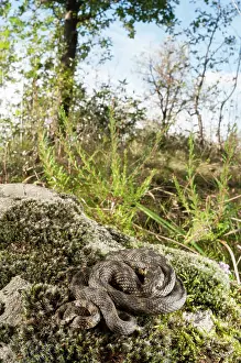 Natrix: Viperine water snake (Natrix maura) basking on moss