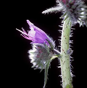 Echium: ViperIs buglos - close-up