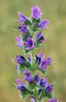 Bugloss: VIPERIS BUGLOSS - in flower
