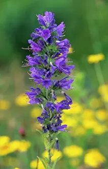 Bugloss: Viper's bugloss
