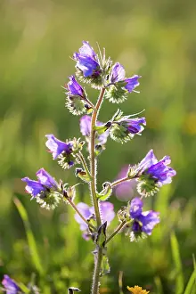 Bugloss: Viper's Bugloss