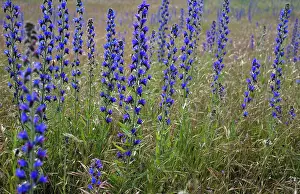 Blueweed: Viper's Bugloss