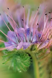 Blueweed: Viper's Bugloss