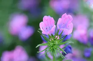 Bugloss: Viper's Bugloss
