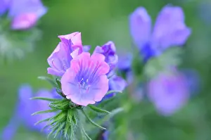 Bugloss: Viper's Bugloss