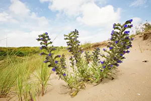 Bugloss: Viper's Bugloss