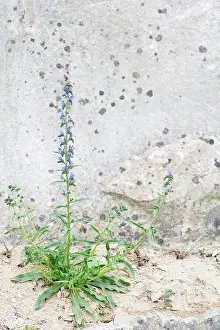 Gotland: Viper's Bugloss
