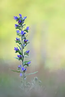 Bugloss: Viper's Bugloss