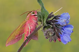 Vulgare: Viper's Bugloss