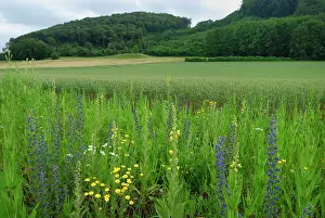 Blueweed: Viper's Bugloss Blueweed Wildflower strip Fallow land