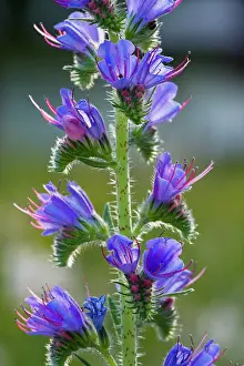 Bugloss: Viper's Bugloss - in flower. Common plant of roadsides