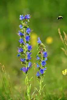 Visiting: Viper's Bugloss - in flower - with visiting bumblebee