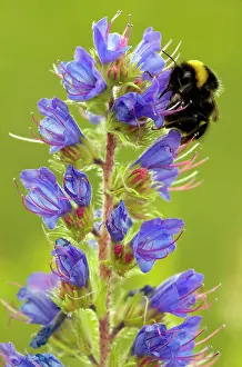Visiting: Viper's Bugloss - in flower - with visiting bumblebee