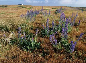 Bugloss: VIPER'S BUGLOSS - growing on shingle