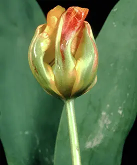 Distortion: Viral Infection of Tulip