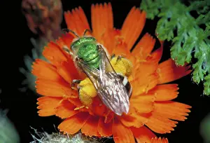 Baskets: Virescent green metallic bee