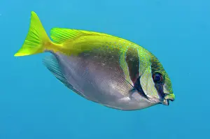 Seraya: Virgate Rabbitfish