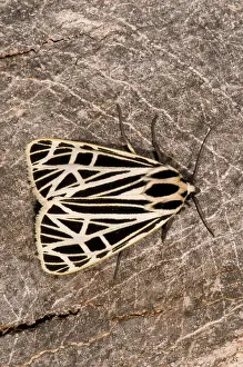 Virgo: Virgin Tiger Moth