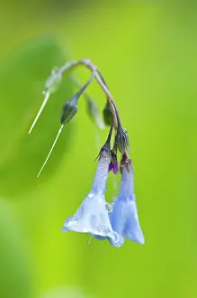 Pendant: Virginia Bluebell