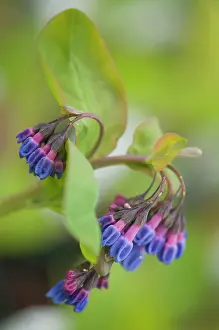 Supple: Virginia Bluebell