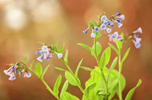 Virginica: Virginia Bluebell