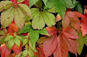 Climbers: Virginia Creepe autumn