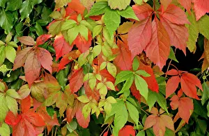 Climbers: Virginia Creepe autumn