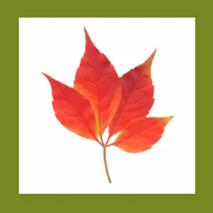Quinquefolia: Virginia creeper