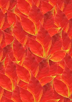 Quinquefolia: Virginia creeper