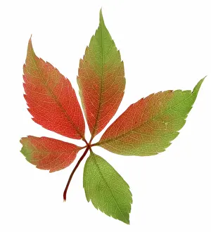 Parthenocissus: Virginia creeper