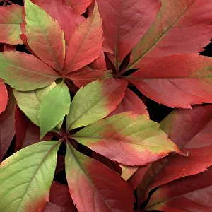 Parthenocissus: Virginia creeper