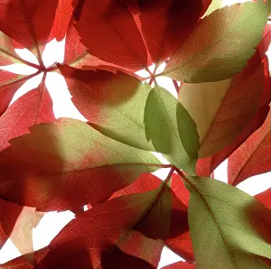 Parthenocissus: Virginia creeper