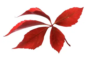 Parthenocissus: Virginia creeper