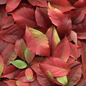 Parthenocissus: Virginia creeper