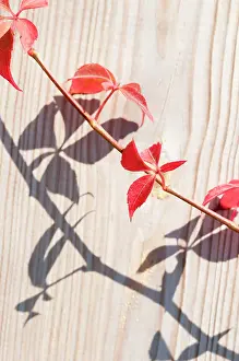 Quinquefolia: Virginia creeper