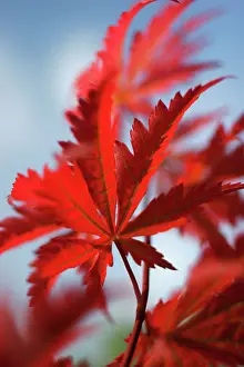 Quinquefolia: Virginia creeper