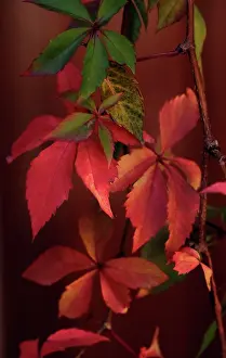Quinquefolia: Virginia creeper