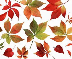 Quinquefolia: Virginia creeper
