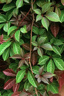 Parthenocissus: Virginia creeper