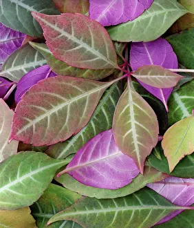 Thomsonii: Virginia creeper