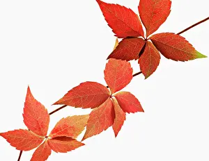 Quinquefolia: Virginia creeper