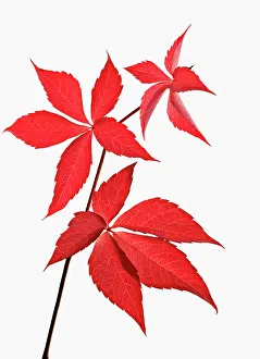 Quinquefolia: Virginia creeper