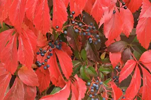 Quinquefolia: Virginia creeper - Berries and red leaves in autumn