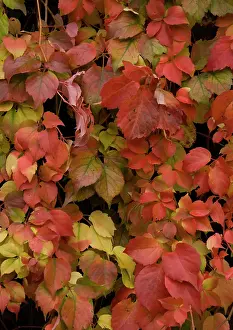 Climbers: Virginia creeper, covering old wall; showing autumn colour