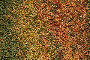 Parthenocissus: VIRGINIA CREEPER LEAVES - MASS