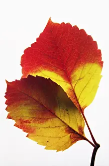 Graphic: Virginia creeper, Parthenocissus quinquefolia, Red
