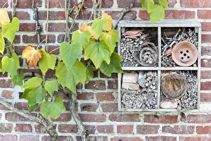 Creeper: Virginia creeper (Parthenocissus sp) and Insect